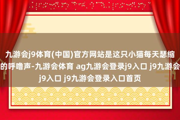 九游会j9体育(中国)官方网站是这只小猫每天瑟缩在他枕边寝息的呼噜声-九游会体育 ag九游会登录j9入口 j9九游会登录入口首页